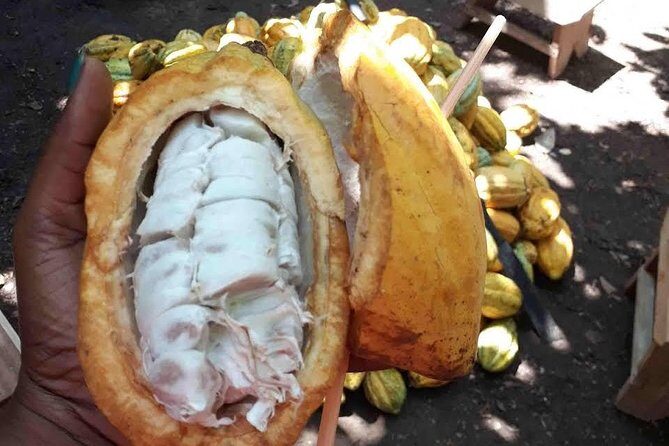 1 Day cocoa farm tour - Morning Pickup in Accra and the 7:30 Start That Sets the Tone