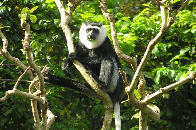 15-Day Ghana Wildlife Private Tour - Kakum National Park: 40 meters up, then hours after dark