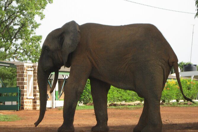 3 Days Elephants Safari at Mole Park with Round - trip flights - Day 2: Walking safari, eco canoe ride, and shea butter on your schedule