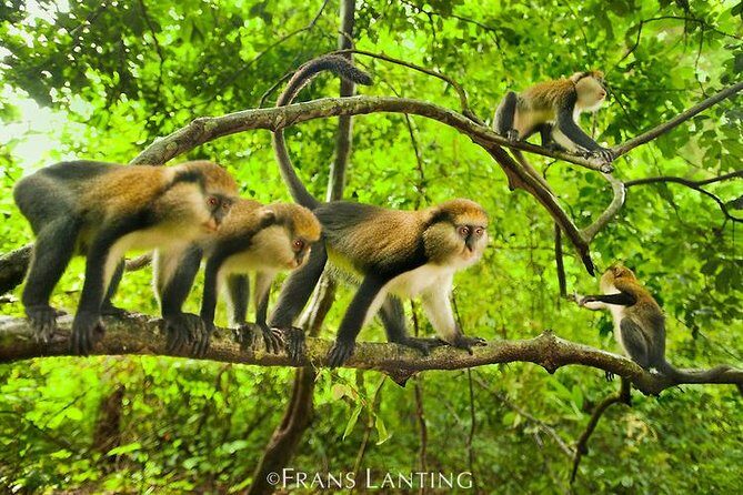 4 Days Cultural and Village Stay Experience - Day 2: Sanctuary Walks, Monkey Interactions, and the Courtesy With the Monkey Priest