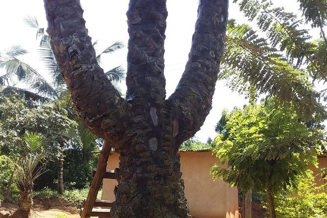 Experience Aburi Botanical Gardens And Boti Water Falls In A Day. - Guides who make the stops make sense (and answer your questions)