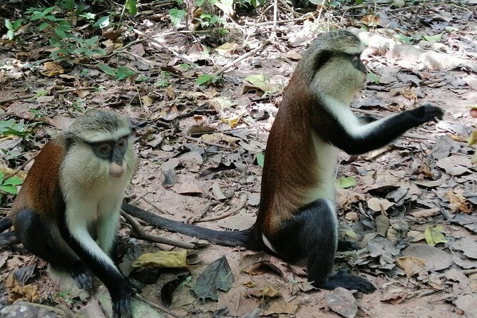 Full-Day Wli water Falls and Monkey Sanctuary Private Tour - Shai Hills Photo Stop and Baboon Spotting While You Drive